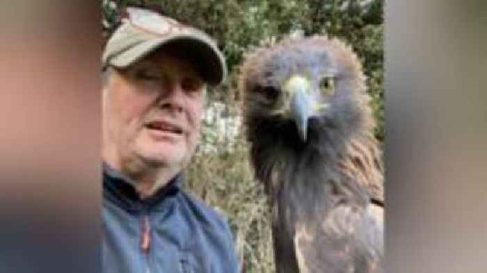 'Bird flu means my income has stopped' - falconer