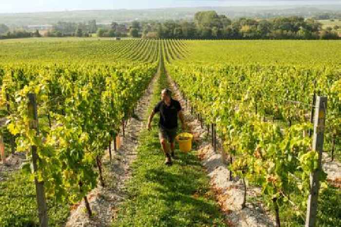 Chapel Down: Off-trade issues pull England’s biggest winemaker down