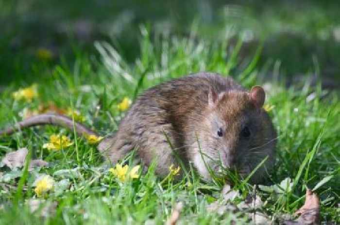 Four plants to 'keep rats away' from your garden for good