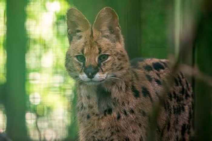 UK Tiger King wild cat rehomed in Devon