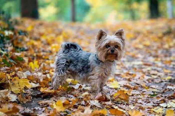 Dog owners told not to go out for a walk on Friday