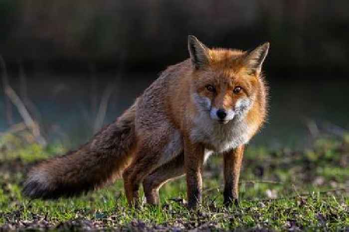 Dog attacks and kills fox at West Country park near M5