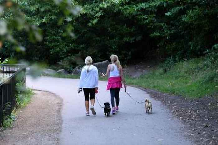 New dog walking rules and code of conduct for hugely popular parks and forests near Surrey