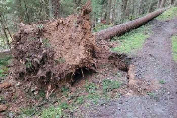 People in Dumfries and Galloway warned to stay away from forests due to Storm Eowyn