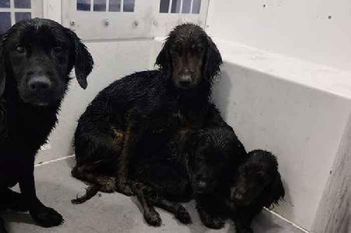 Mum and nine puppies found abandoned