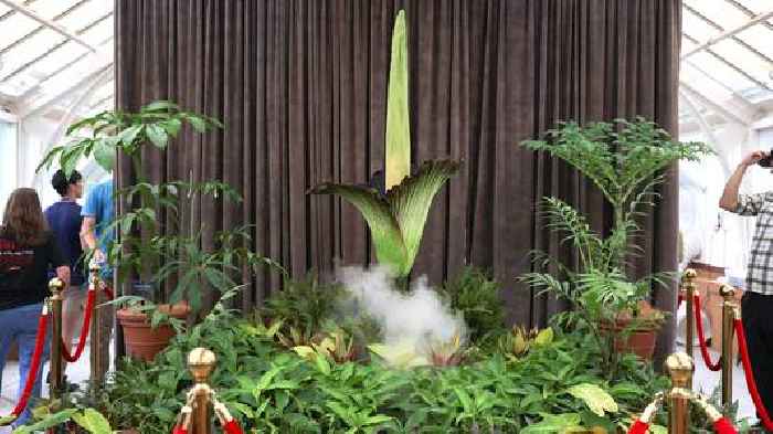 Corpse flower with 'deadly' stench pulls huge crowds