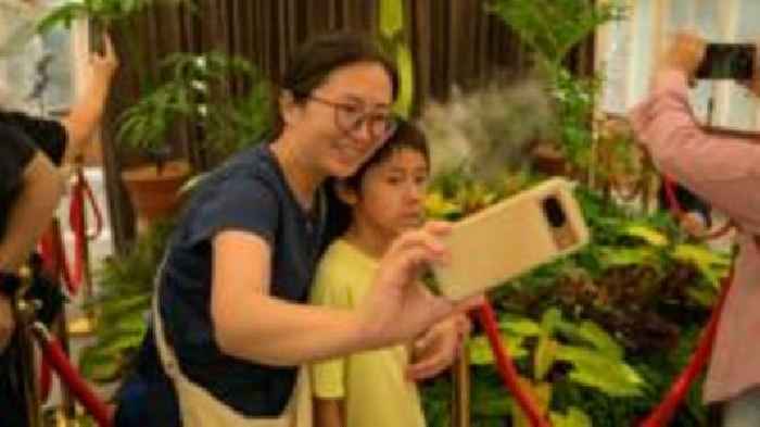 Stinky bloom of 'corpse flower' enthrals thousands