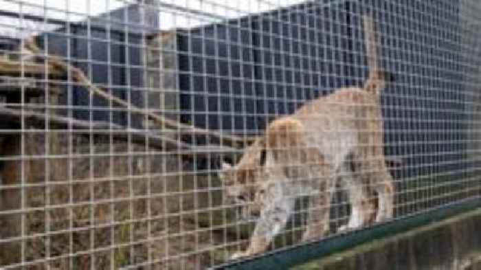 Eurasian lynx rehomed after welfare concerns