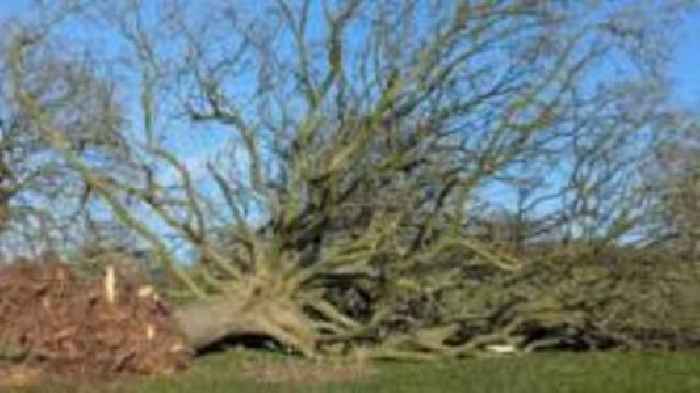 Charity 'saddened' as storm claims historical tree