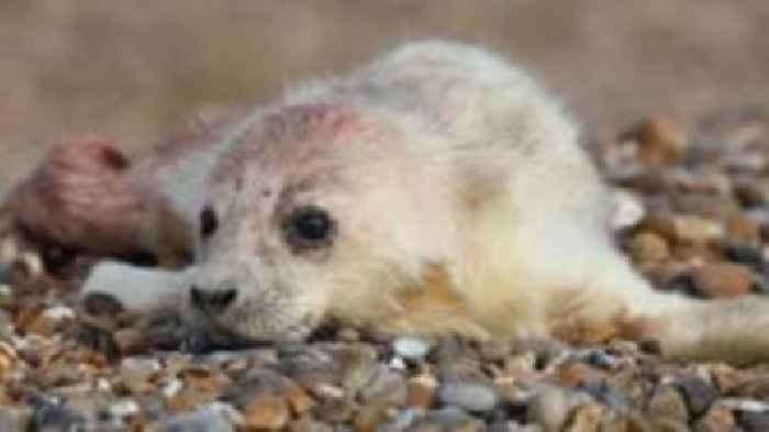 Seal colony's pup numbers up 70% on last year