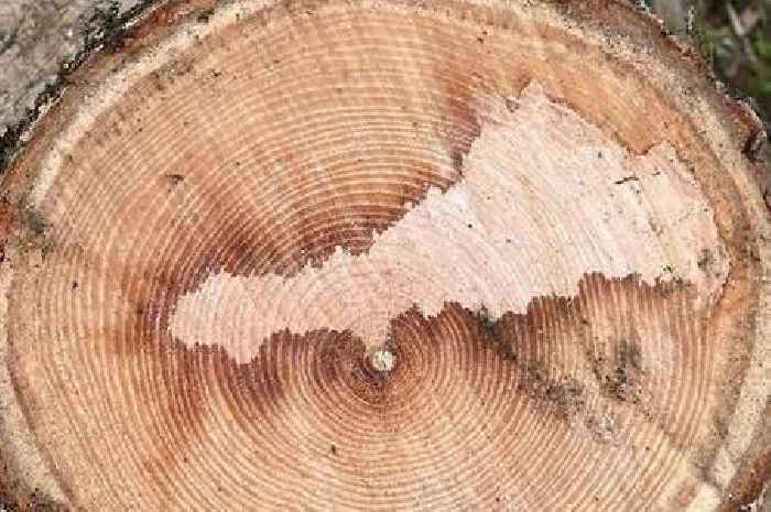 Kern-oak! Man finds 'map of Cornwall' inside tree trunk