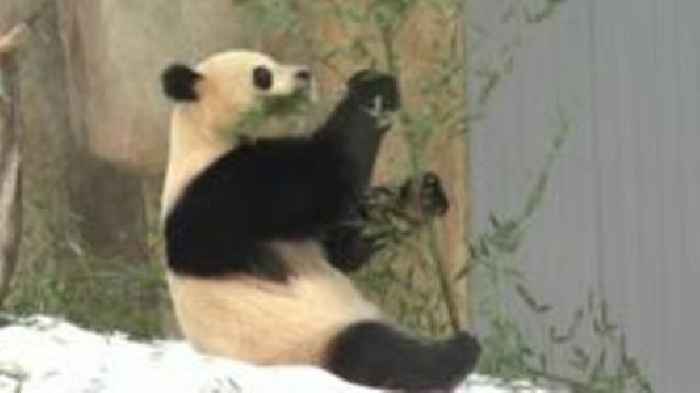 Giant pandas chew bamboo at Washington DC debut