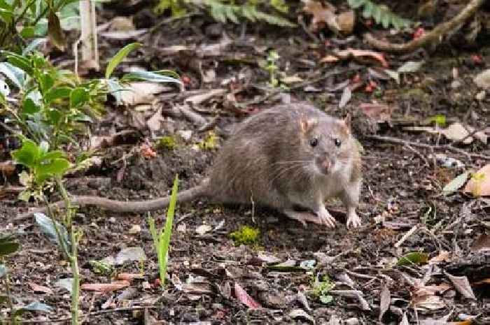 Concerns over Renfrewshire rat sightings at 'top of agenda' after report published