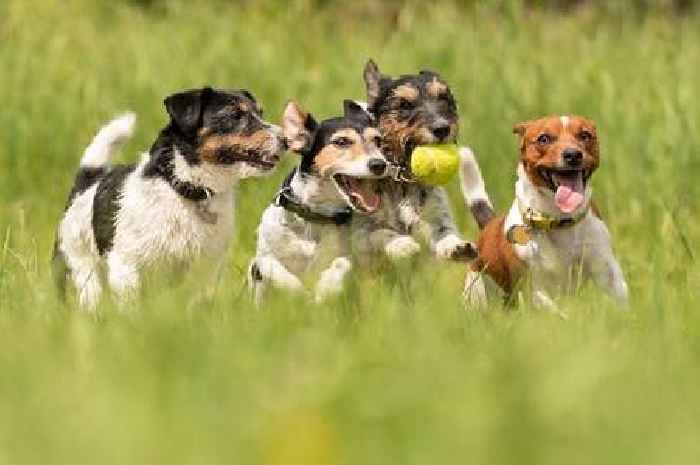 New dog code of practice for owning and selling in Scotland to be introduced