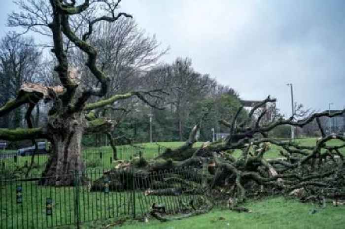 Storm Eowyn fells iconic Scots tree linked to Mary Queen of Scots