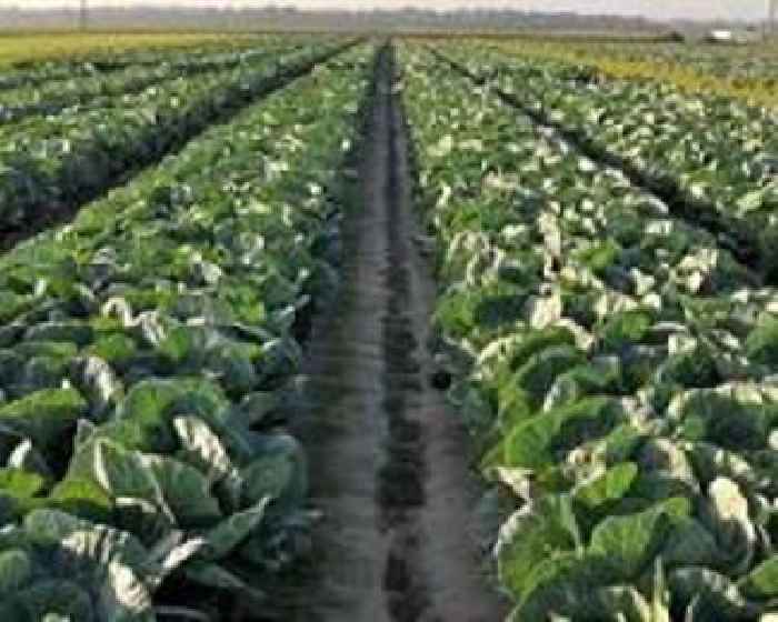 Climate change cooks up Japanese 'cabbage shock'