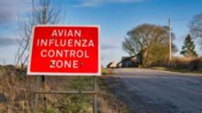 Bird flu prevention zone imposed on England