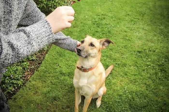 Dog trainer's simple command means your pet will come back every time