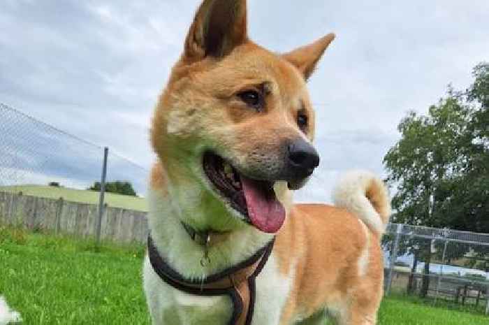 Heartbreaking anniversary as Akita Coco spends one year in RSPCA kennels in Cambridgeshire