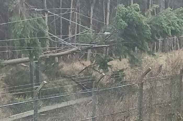 'Nearly 400 incidents of damage' caused by Storm Eowyn, Network Rail say