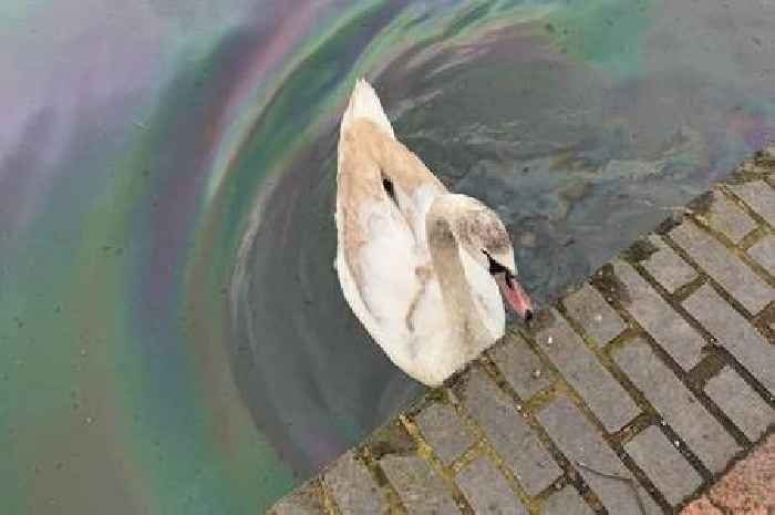 Beloved paired swans 'Mr and Mrs bumble' separated after canal oil spill