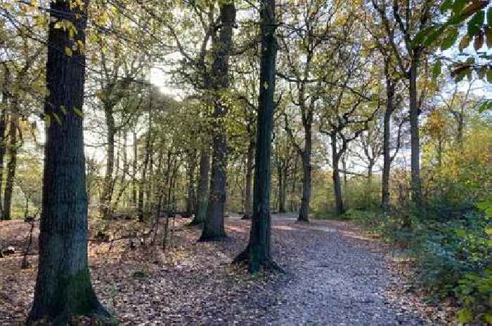 The beautiful and ancient Essex woodland perfect for a winter walk