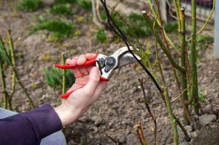 Gardeners should do one task in January to ensure 'stunning rose blooms in spring'