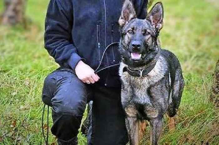 Young police dog Zara put down after force refused to pay for 'expensive' surgery