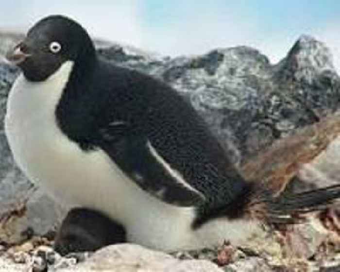 Mega-iceberg drifts towards Antarctic penguin island