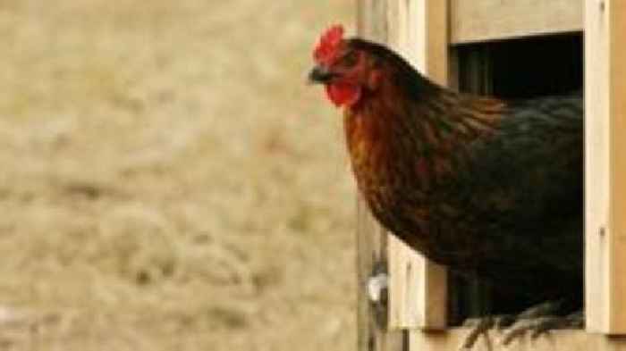 County in bird flu 'prevention zone' after outbreak