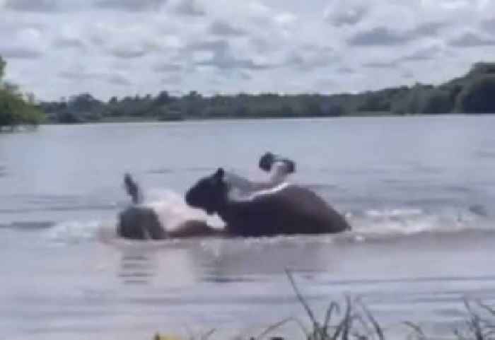 Girl Gets Adorably Attacked by Capybara While Swimming