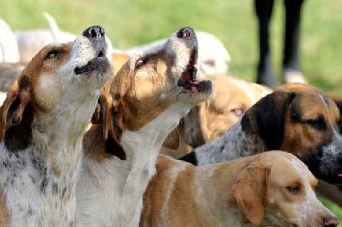 Anger as blood-hungry hounds 'run amok' on farm land