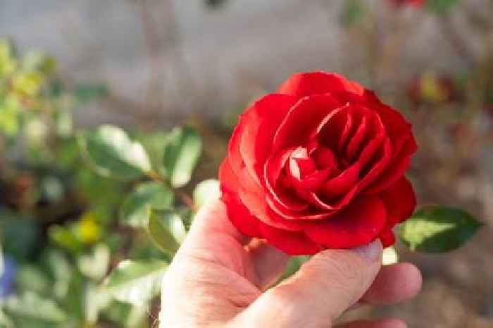 Roses grow bigger flowers in spring due to one essential gardening task 'now'