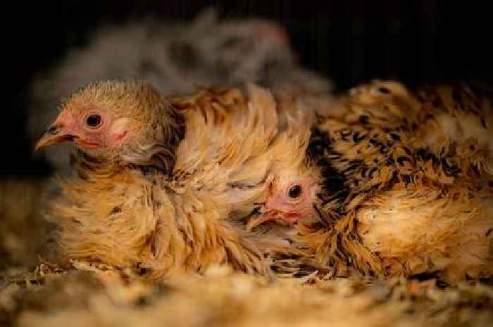 Bird flu restrictions to cover the whole of England and Scotland as number of cases rise