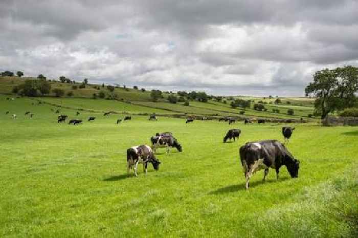 Police name two North Staffordshire men charged after 14 COWS stolen