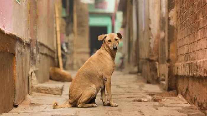 TMC sets target of vaccinating 10,000 stray dogs under special campaign