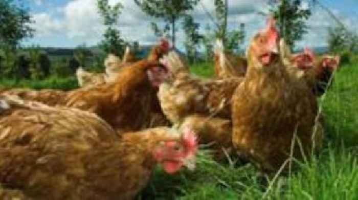 Hopes bird flu restrictions can control disease