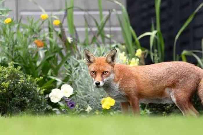 UK households who have 'cats or foxes' in garden warned