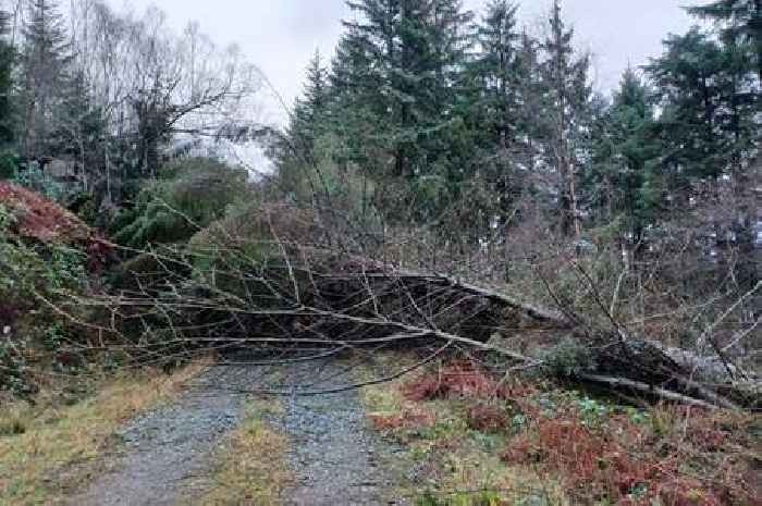 Forestry bosses urge extreme caution when visiting Dumfries and Galloway woodlands in wake of Storm Eowyn