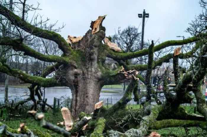 Historic Scots tree wrecked in Storm Éowyn  could live on in new plans