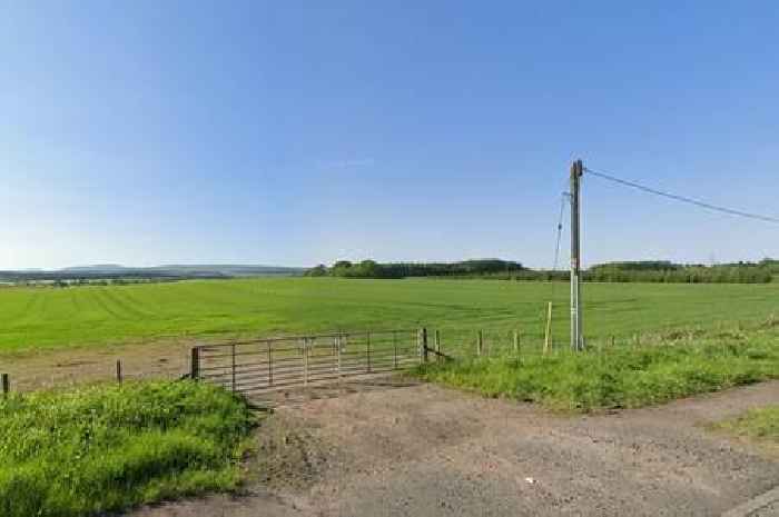 Sheep electrocuted after Storm Eowyn brought down powerlines in Dunblane field