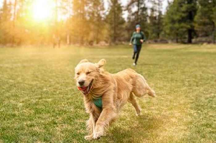 This dog toy that pets love 'should be illegal', warns vet physiotherapist