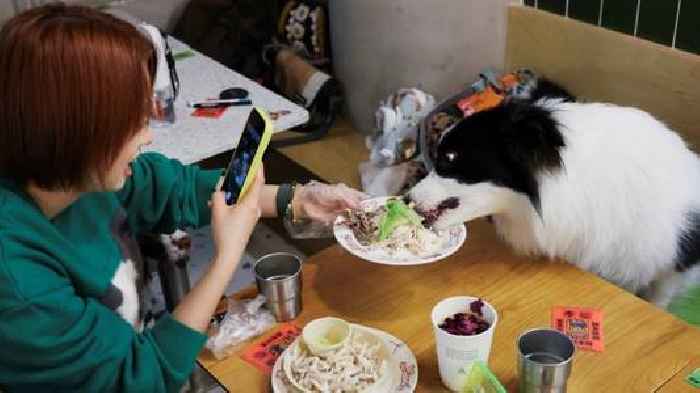 China sees boom in feasts for pets on Lunar New Year's Eve