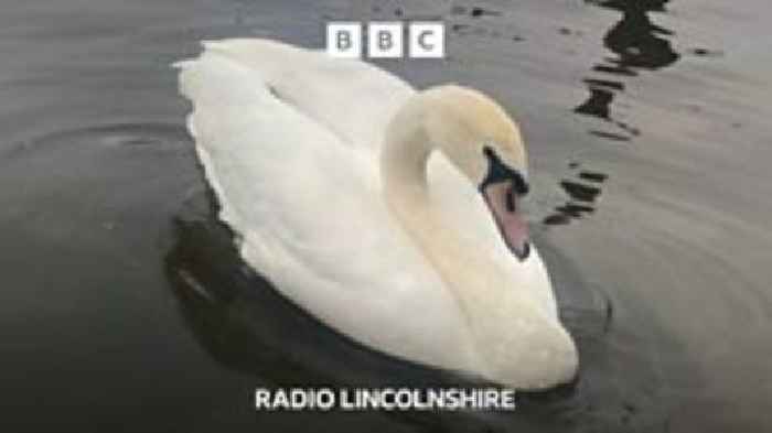 St. Hugh's swan: Lincoln's other famous emblem