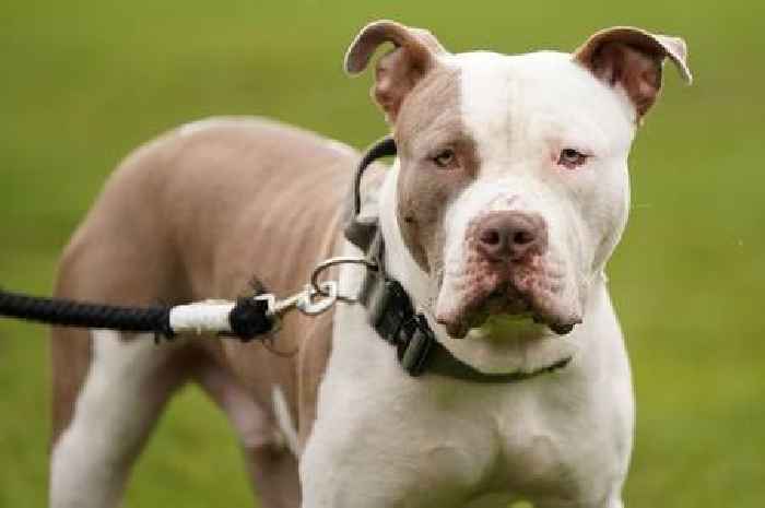 Kennels nearly full as police seize 4,586 XL Bullies and cost to hit £25m