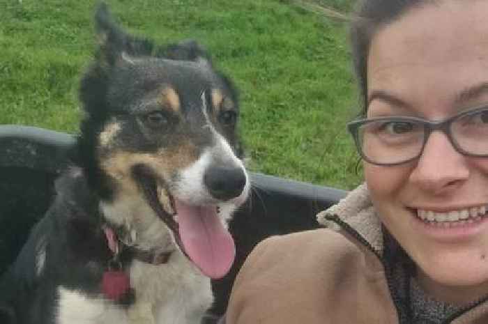 Sheepdog's mouth almost ‘smashed off’ in a hit-and-run crash