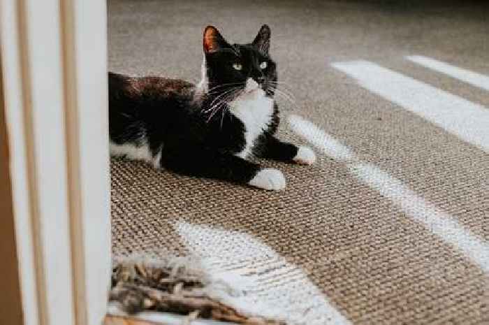 Cat owner shows how to tell vital difference between asthma and hairball