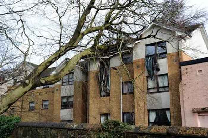 Storm Eowyn removal plan for tree which crashed into Paisley flats