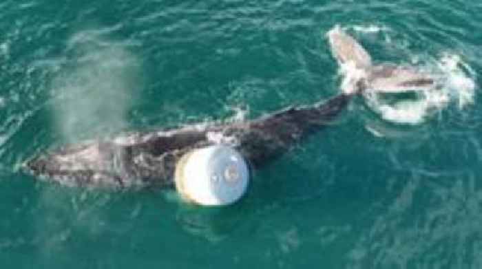 Humpback whale entangled in rope at Skye fish farm