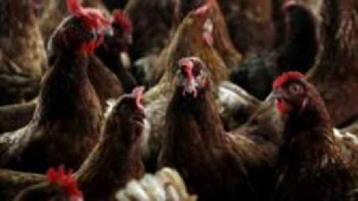 Cull planned as bird flu confirmed at poultry farm